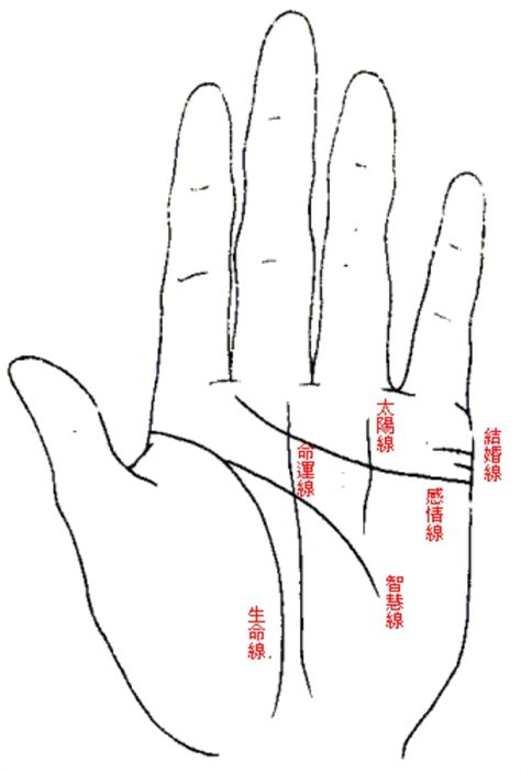 2條生命線|【命理】《手相學》掌紋解析：掌紋代表什麼意思？生。